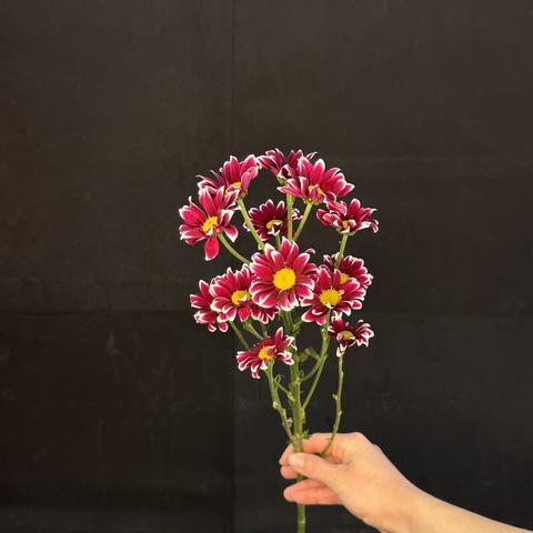 Хризантема кустовая Ромашковая яркая / 1 шт