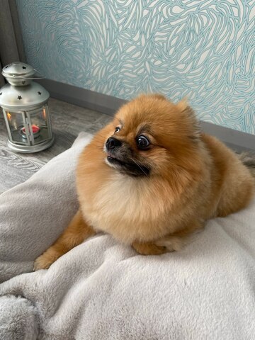 8109 MD Коврик-подстилка + подушечка-седечко PREMIUM светло-серые, мягкий МЕХ "Furry Heart Sleep Place" (M)