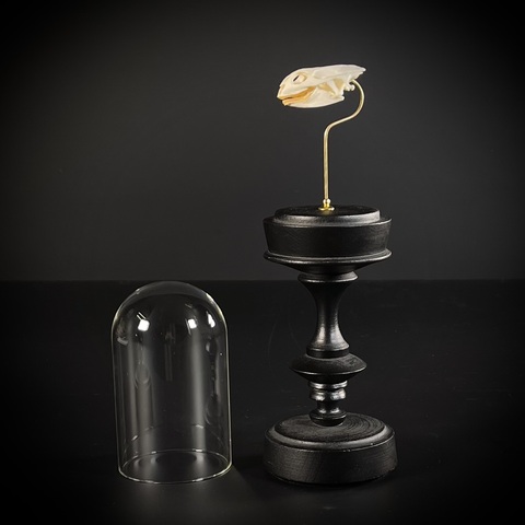 Череп черепахи в клоше