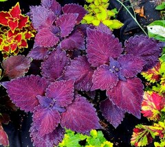 Bussaba-UO колеус КСР