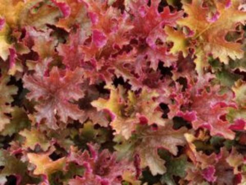 Гейхера Ginger Peach (Джинджер Пич)