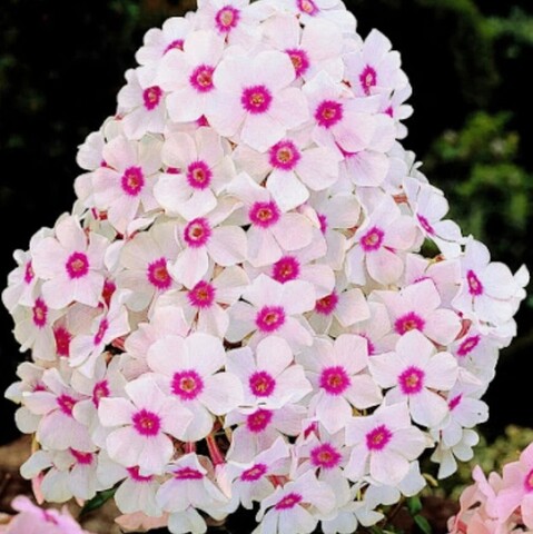 Флокс метельчатый Европа