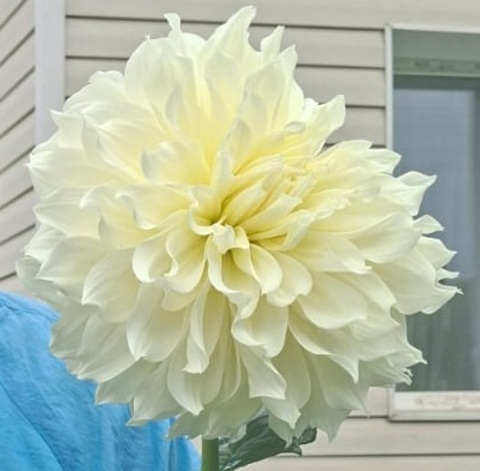 Георгин Флорель