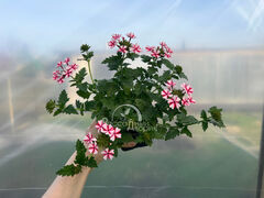 Вербена Ланаи Кэнди Кейн