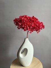 Гортензия стабилизированная малиновая