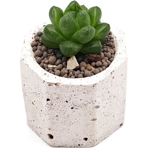 Суккулент Хавортия Цимбиформис