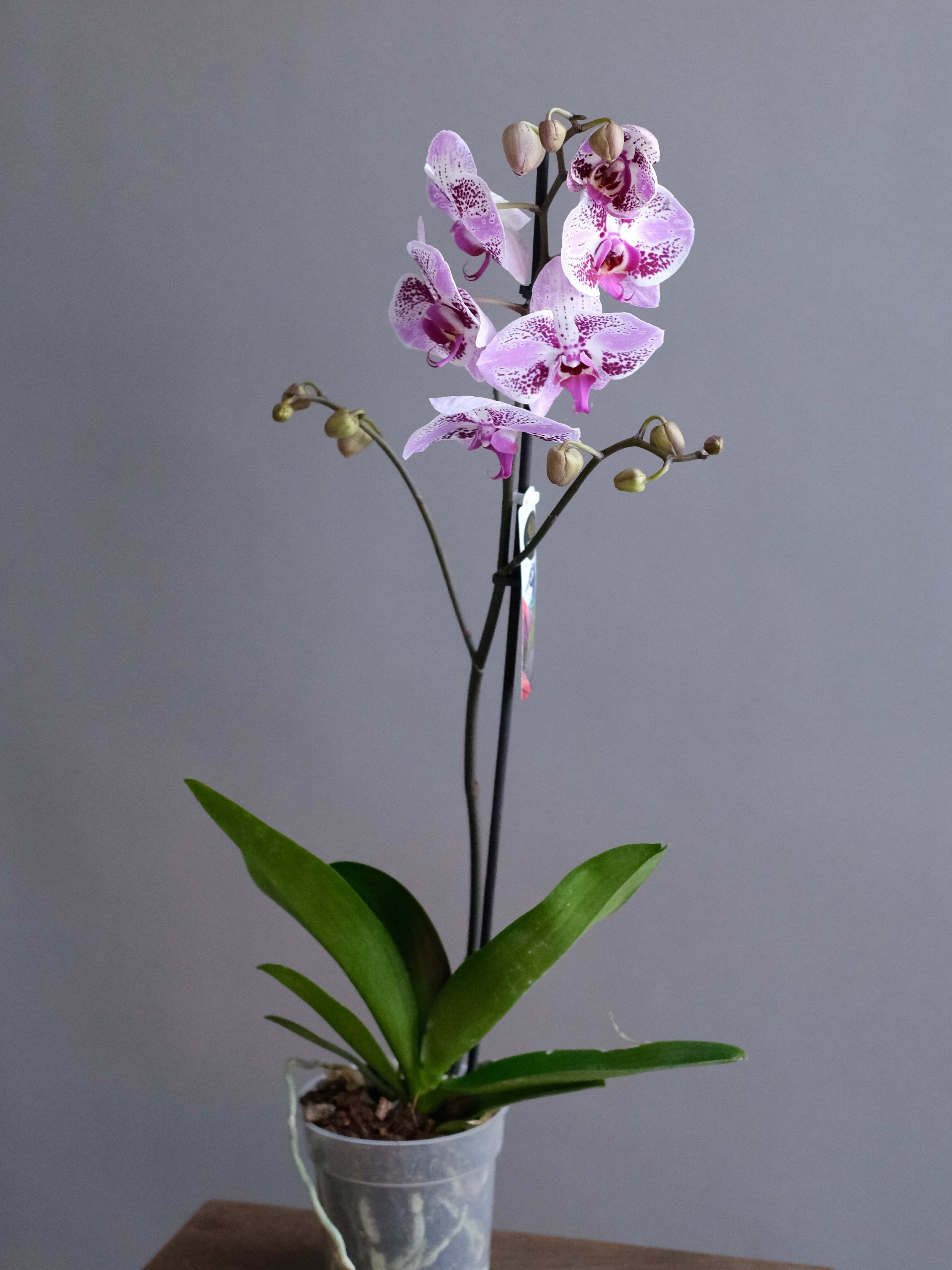 Фаленопсис бело-розовая 1 ст (D-12)