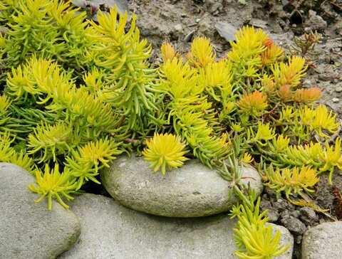 Очиток (седум) отогнутый Ангелина | Sedum reflexum Angelina (Р9)