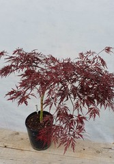 Teofrast Клен дланевидный acer palmatum garnet