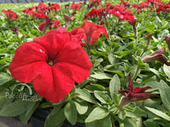 Петуния крупноцветковая красная