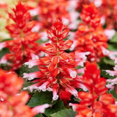 Сальвия Редди Скарлет Биколор