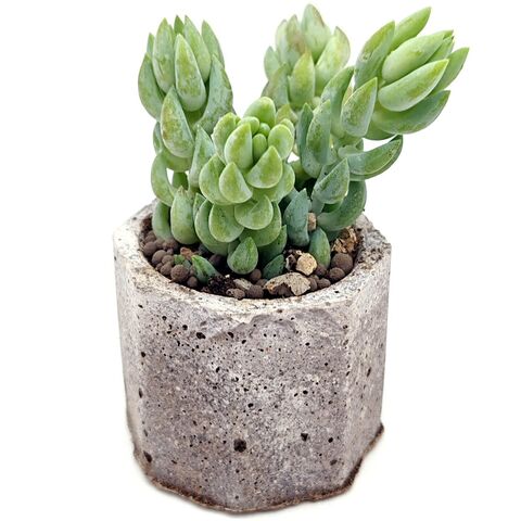 Суккулент Седум Моргана