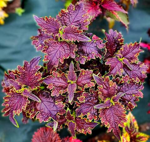 Black Magic Тай колеус КСР