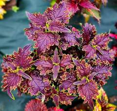 Black Magic Тай колеус КСР