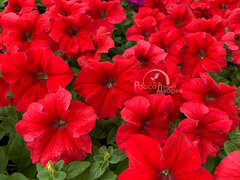 Петуния крупноцветковая красная