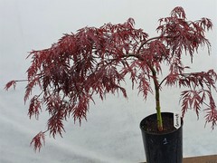 Teofrast Клен дланевидный acer palmatum garnet