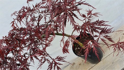 Teofrast Клен дланевидный acer palmatum garnet