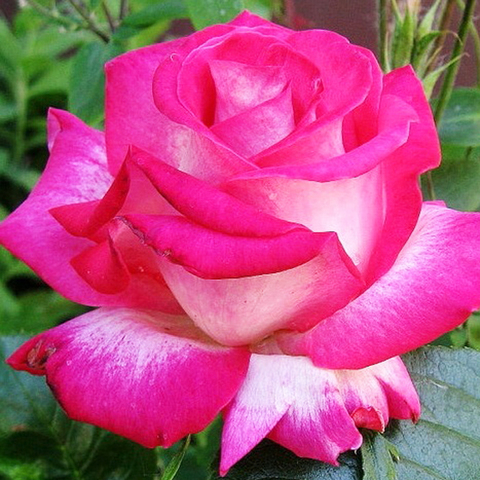 Роза Чайно-гибридная Роз Гожар 