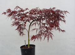 Teofrast Клен дланевидный acer palmatum garnet