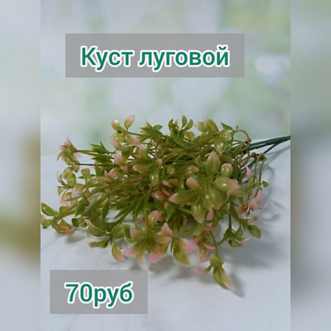 Куст луговой 