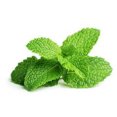 Эфирное масло Мяты Перечной (Peppermint) - 30 мл. Compagnie des Sens