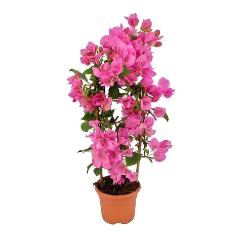 Бугенвиллия Пирамида