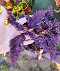 Cherry Love Тай колеус КСР