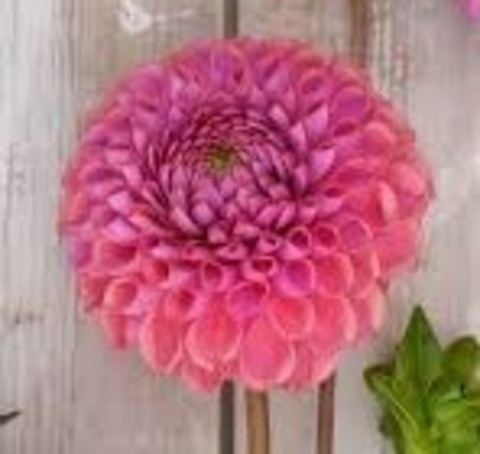 Георгин Молли Равен (Molly Raven)