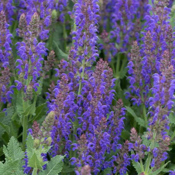шалфей дубравный сальвия. шалфей дубравный "violettkonigin". шалфей дубравный аметист. шалфей пышный. шалфей дубравный синяя королева.