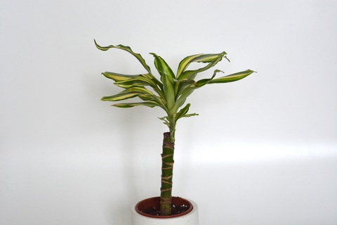 Драцена Йеллоу Кост / Dracaena Yellow Coast