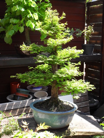 Teofrast Метасеквойя глиптостробусовая Metasequoia glyptostroboides