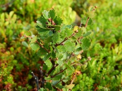 Teofrast Береза карликовая нана betula nana