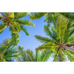 Панель потолочная ПВХ Novita 3D Южный полдень