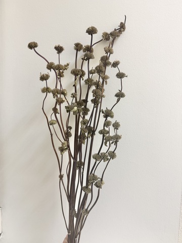 Зопник сухоцвет натуральный