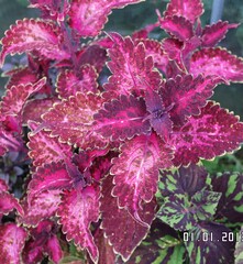 Багровое чудо UO колеус