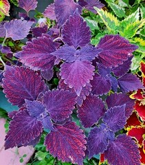 Bussaba-UO колеус КСР