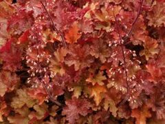 Гейхера Ginger Peach (Джинджер Пич)