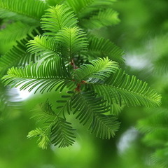 Teofrast Метасеквойя глиптостробусовая Metasequoia glyptostroboides