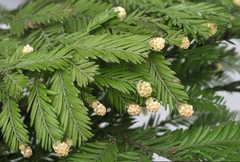 Teofrast Секвойя вечнозелёная Sequoia sempervirens