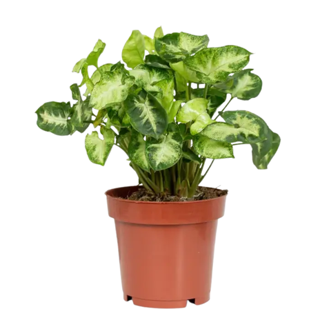 Сингониум пикси