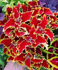 Crown Jewel колеус КСР