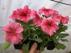 Петуния крупноцветковая лососевая с прожилками