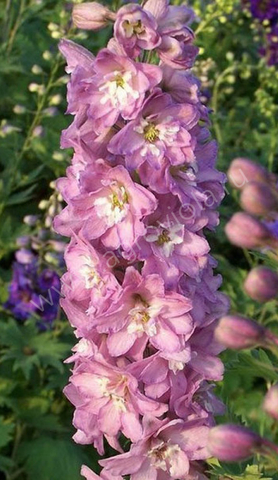 S3505 Дельфиниум Magic Fountains Lavender White Bee 100 шт.