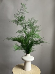 Аспарагус стабилизированный перистый зеленый