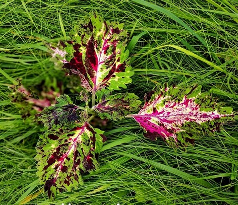 Без названия 04 колеус