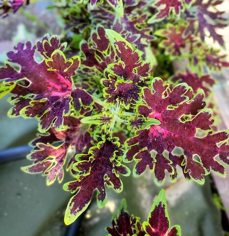 Anastasia Тай колеус КСР