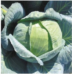 Larsia F1 semena bílého zelí (Seminis / Seminis)