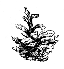 Стикер "Шишка-2"