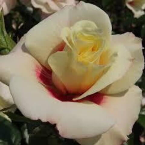 Ризинг Сан (Rising Sun)