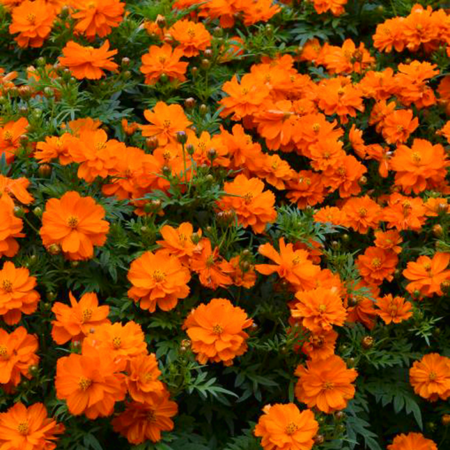 Однолетние оранжевые цветы фото с названиями